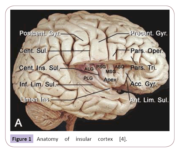 jneuro-insular-cortex