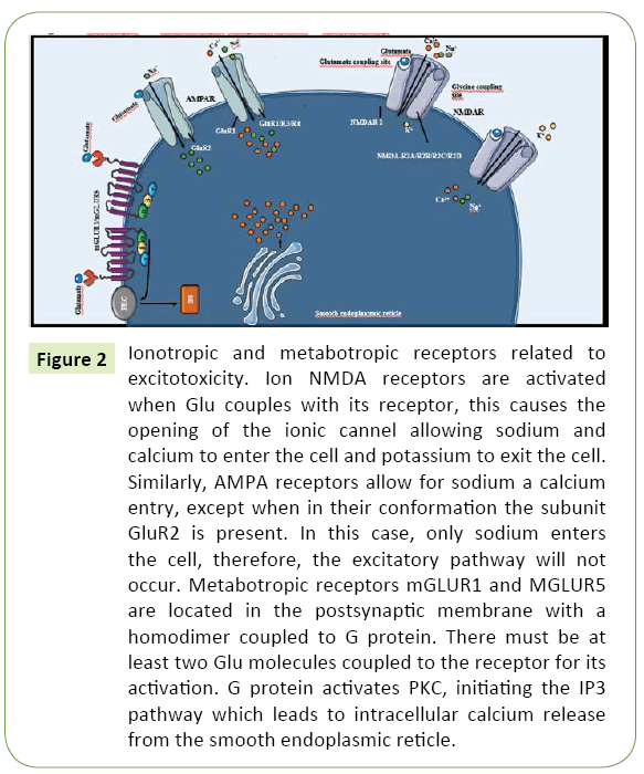 jneuro-metabotropic-receptors
