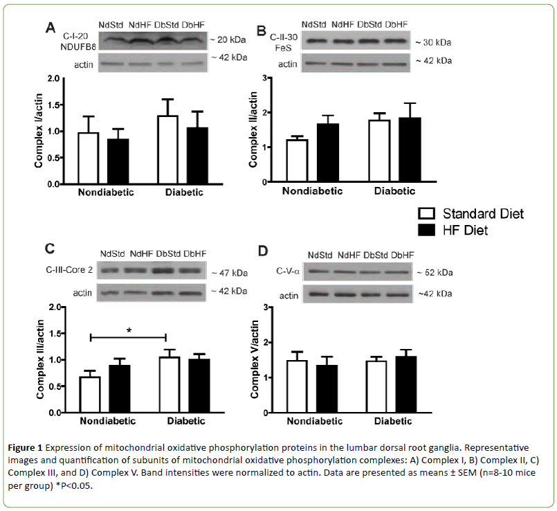 jneuro-mitochondrial-oxidative-phosphorylation