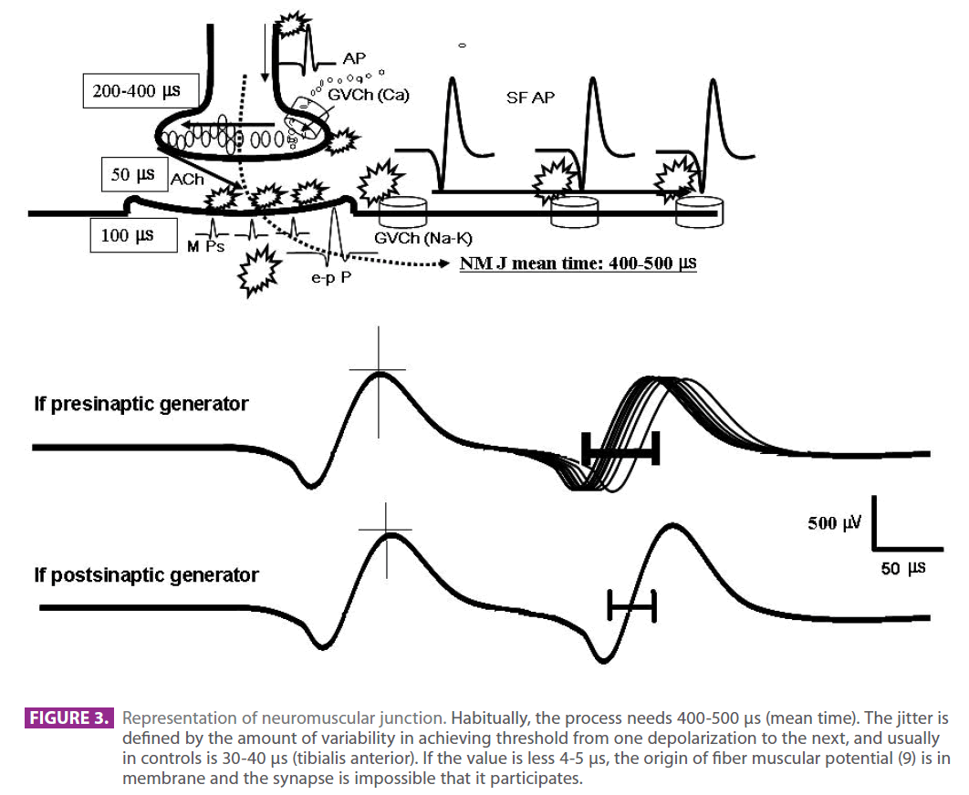 jneuro-neuromuscular-junction