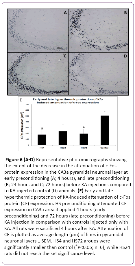 jneuro-neuronal-layer