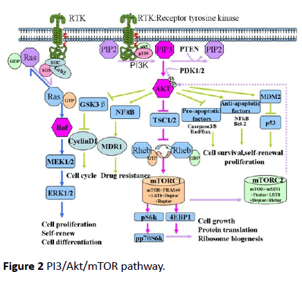 jneuro-pathway