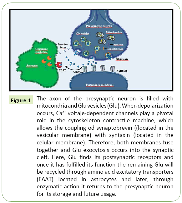 jneuro-presynaptic-neuron