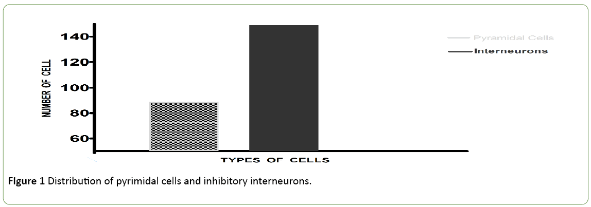 jneuro-pyrimidal-cells