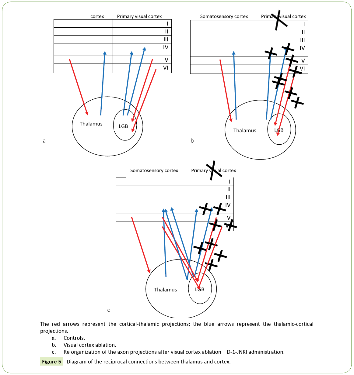 jneuro-reciprocal-connections