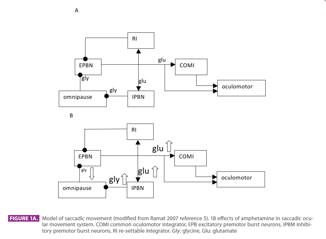 jneuro-saccadic-movement