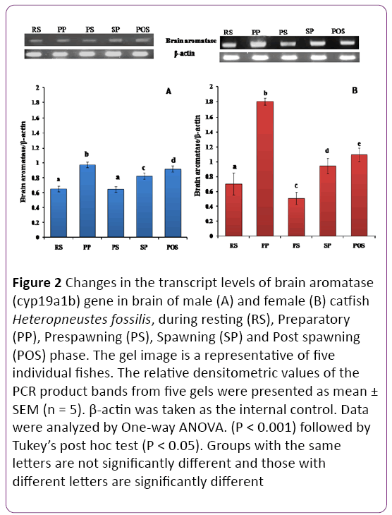 jneuro-transcript-levels