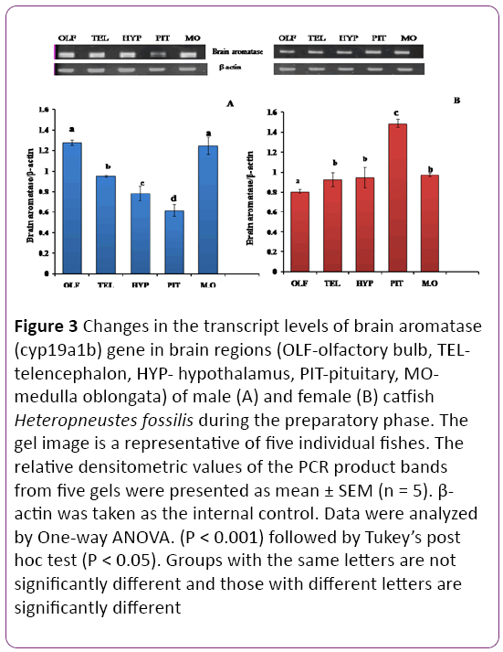 jneuro-transcript-levels