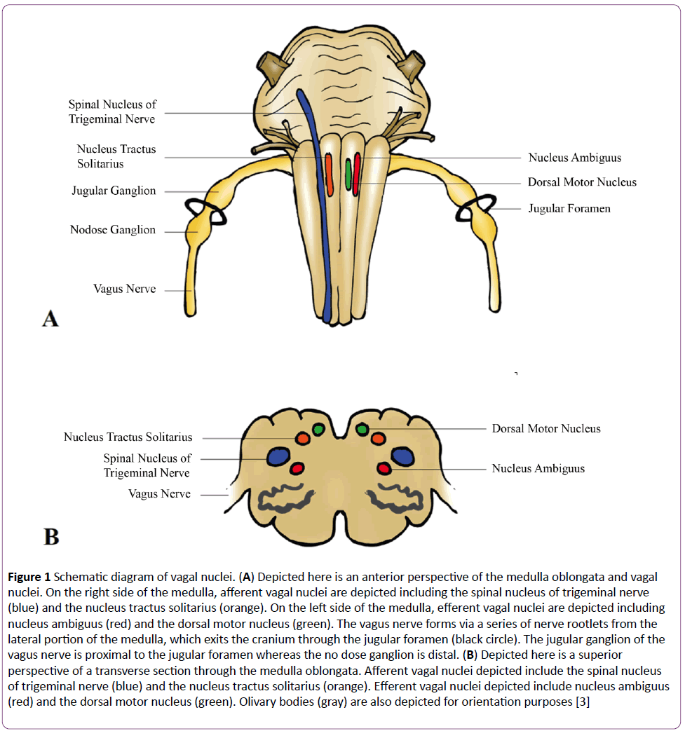 jneuro-vagal-nuclei