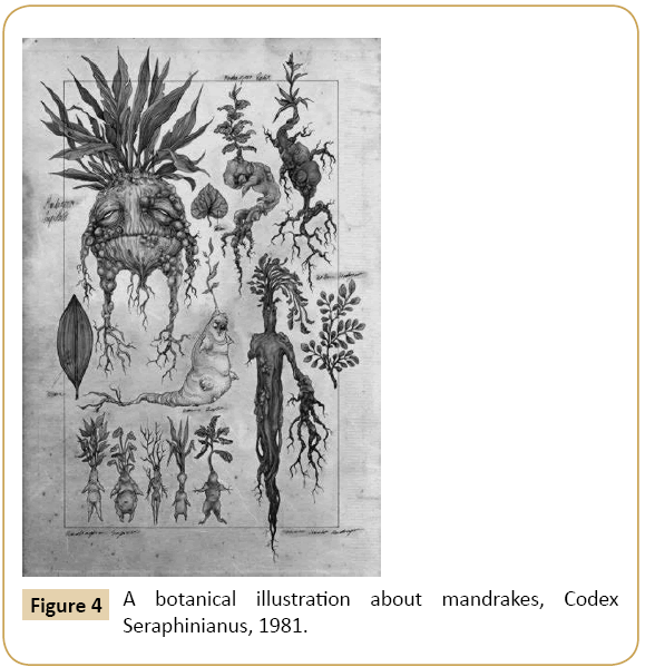 jusurgery-botanical-illustration-mandrakes