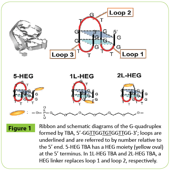 medt-G-quadruplex