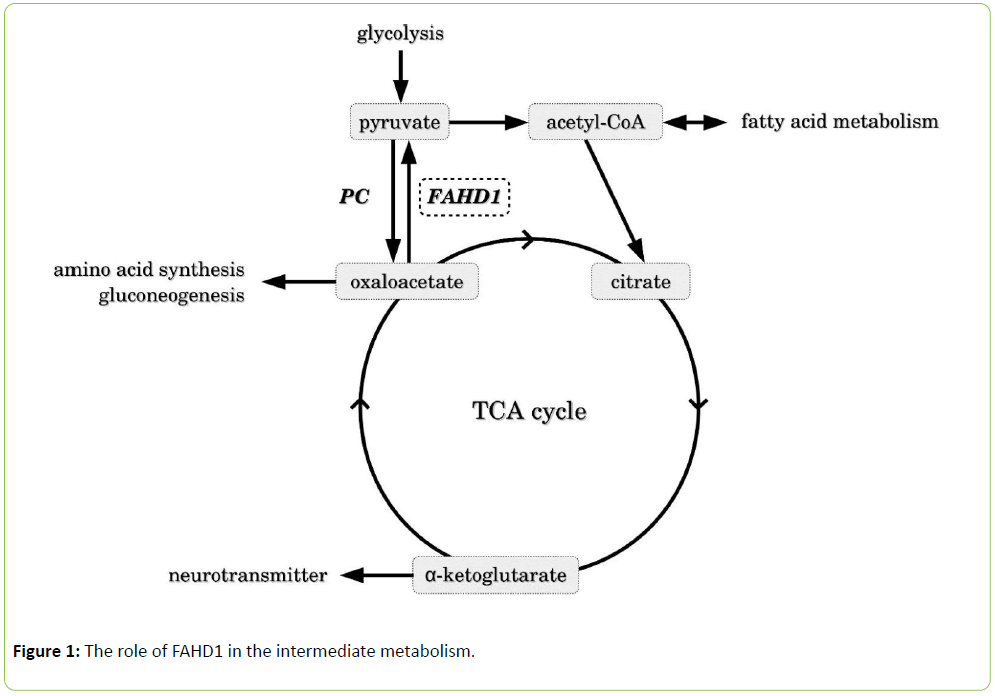 medt-role-of-FAHD1