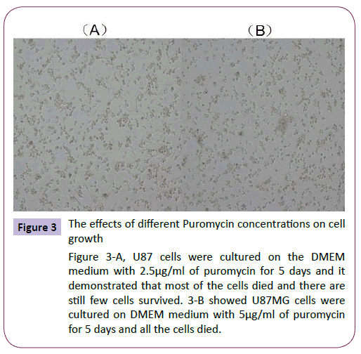 neurology-neuroscience-Puromycin