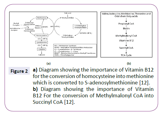 neurology-neuroscience-homocysteine