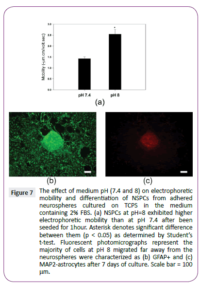 neurology-neuroscience-neurospheres