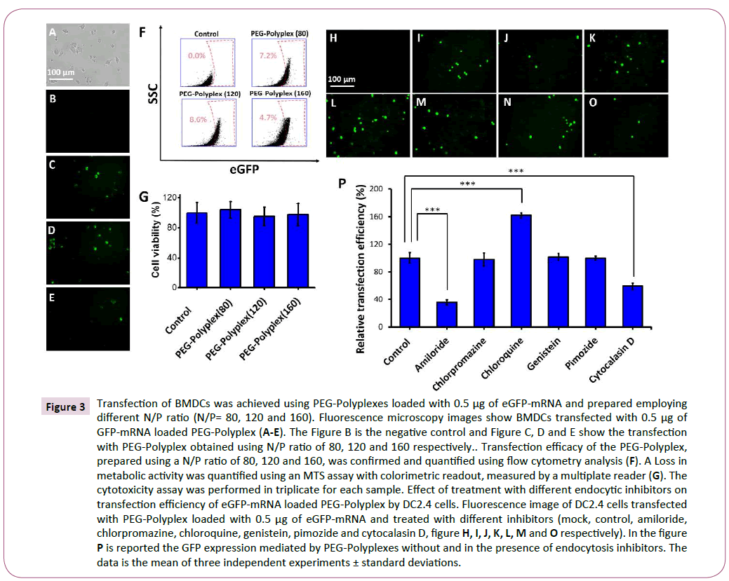 transbiomedicine-Fluorescence-microscopy