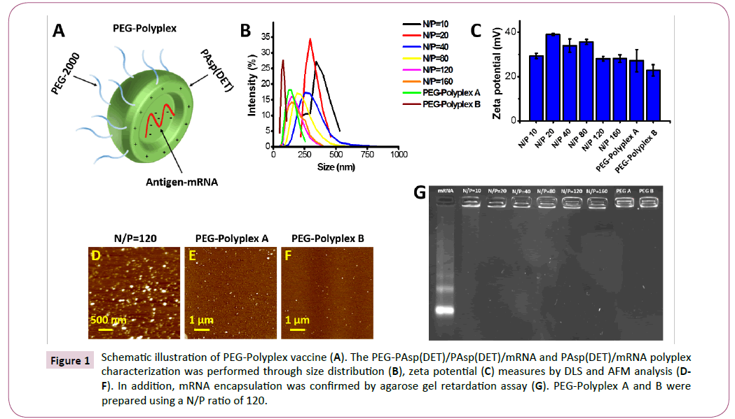 transbiomedicine-PEG-Polyplex-vaccine