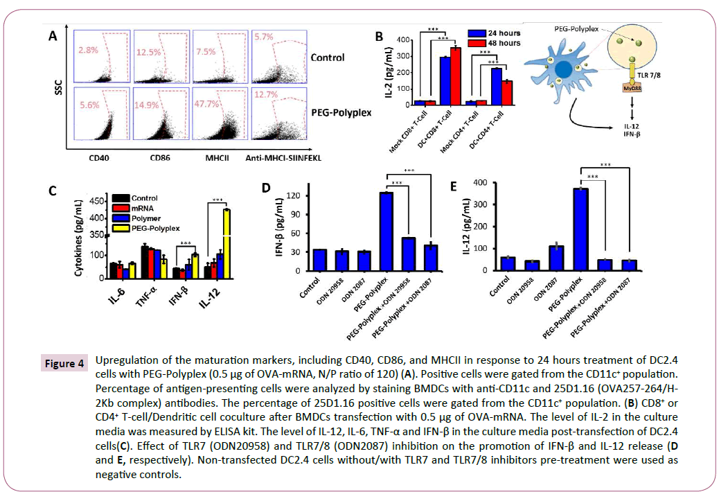 transbiomedicine-Upregulation-maturation-markers