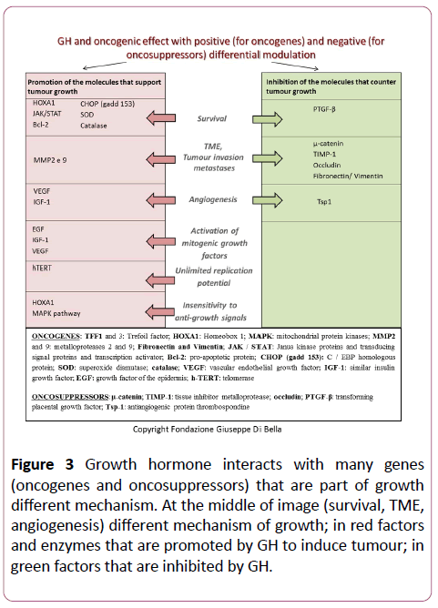 transbiomedicine-hormone