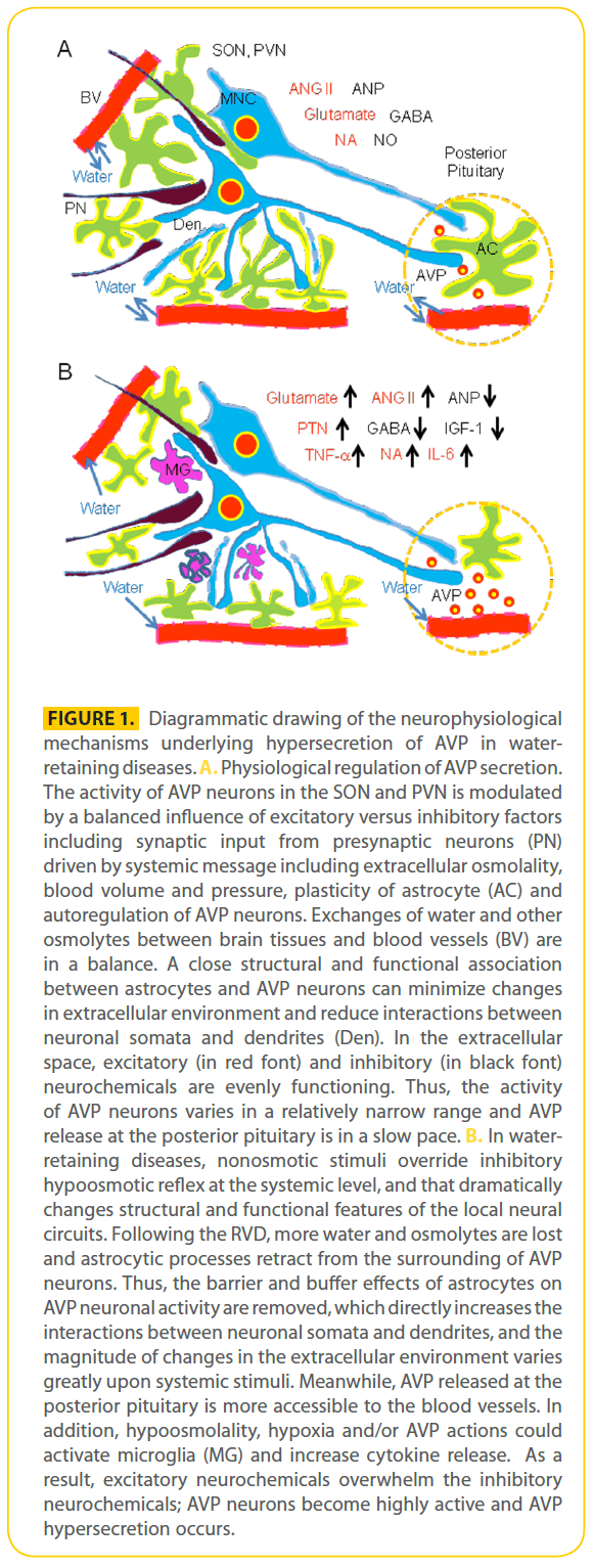 transbiomedicine-neurophysiological-mechanisms