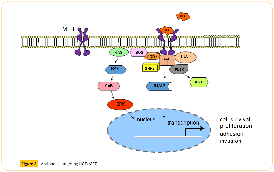 translational-biomedicine-Antibodies-targeting