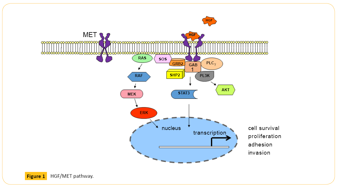 translational-biomedicine-MET-pathway