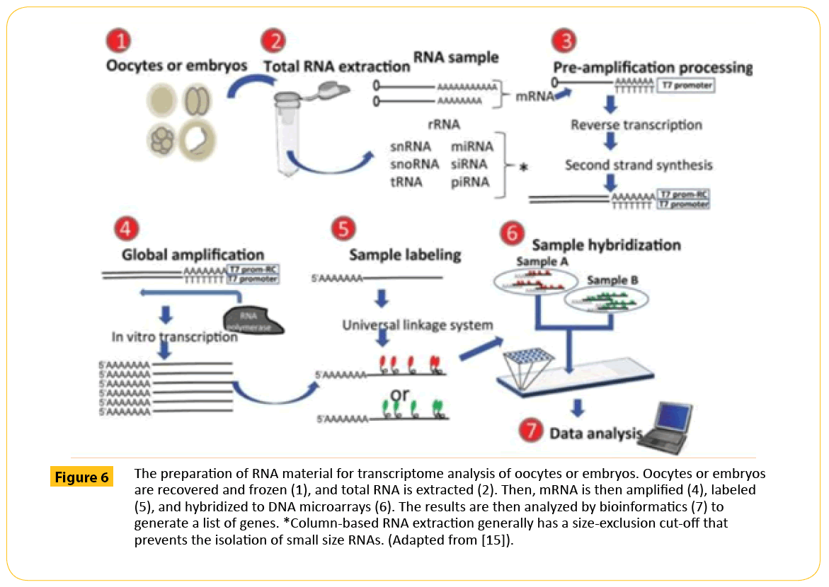 translational-biomedicine-RNA-material