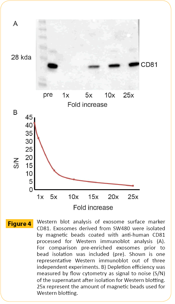 translational-biomedicine-Western-blot