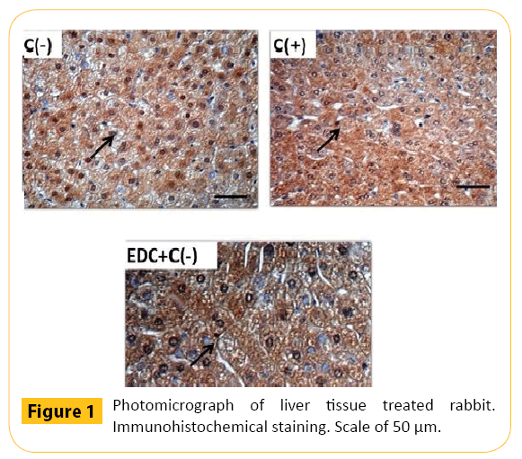 translational-biomedicine-liver-tissue