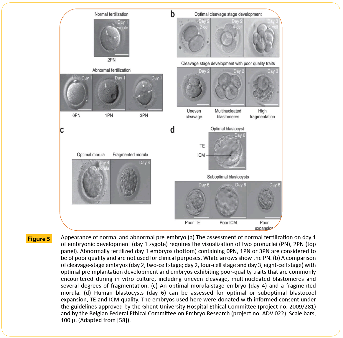 translational-biomedicine-pre-embryo